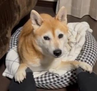 AIあずき