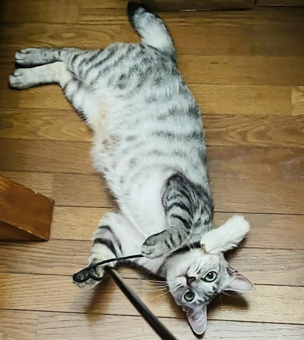 猫来た。